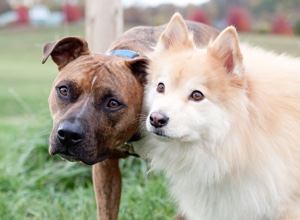 Marley and Bear.